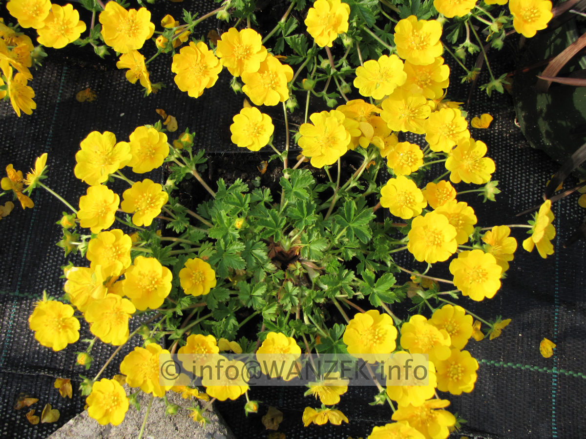 Potentilla neumanniana Orange Form.JPG